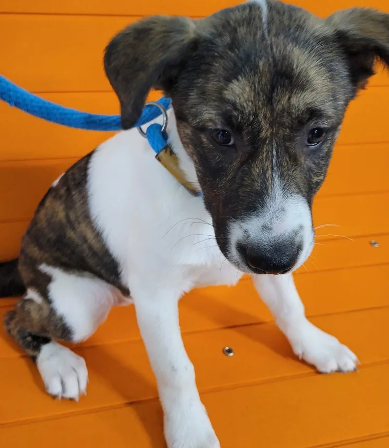A baby medium-sized female Brindle Australian Cattle Dog / Blue Heeler dog named Allysa for adoption in Houston, TX