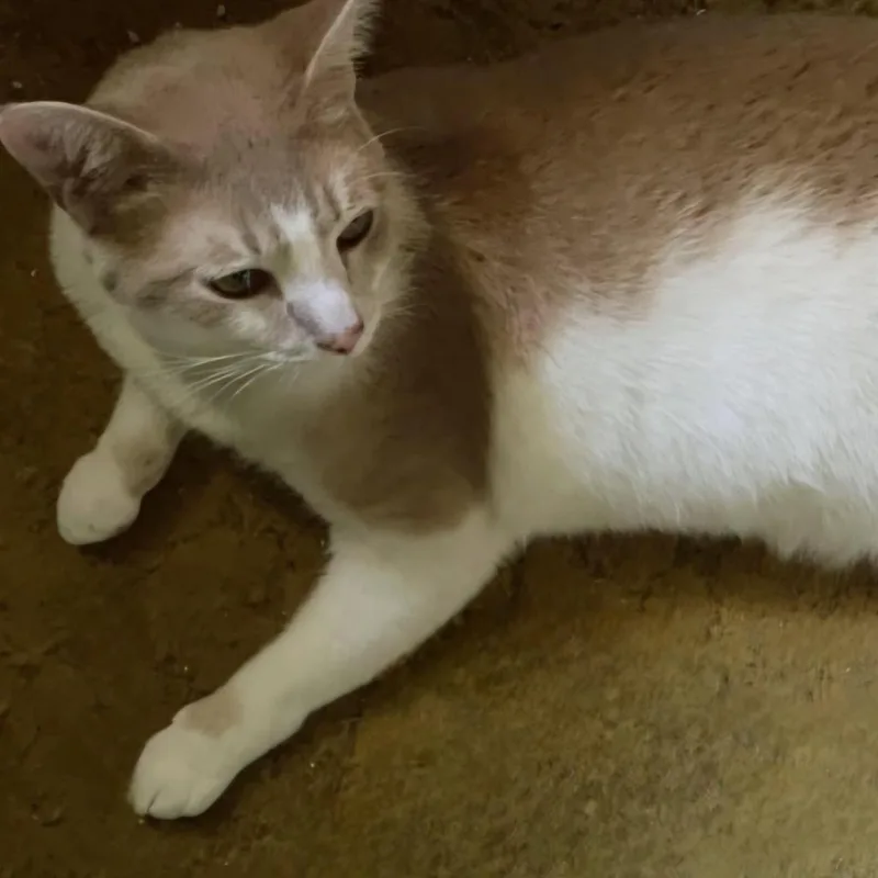 An adult small-sized male Buff / Tan / Fawn Domestic Short Hair cat named Bubba for adoption in Roanoke, VA