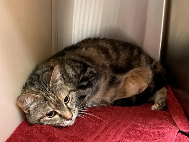 A senior medium-sized female Domestic Short Hair cat named Salem for adoption in Colorado Springs, CO