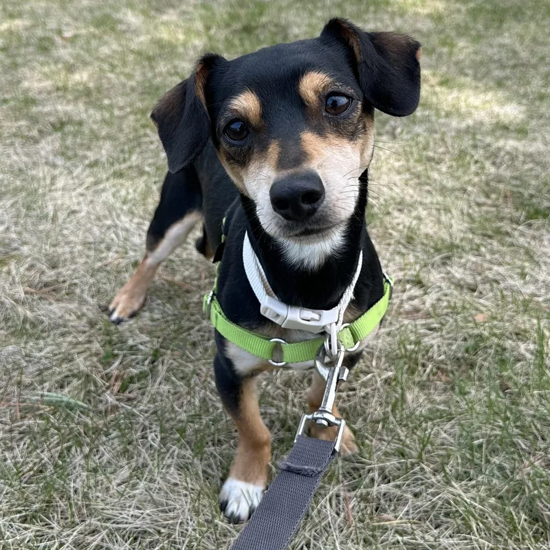 A young small-sized female Chiweenie dog named Hattie for adoption in Hartland, WI