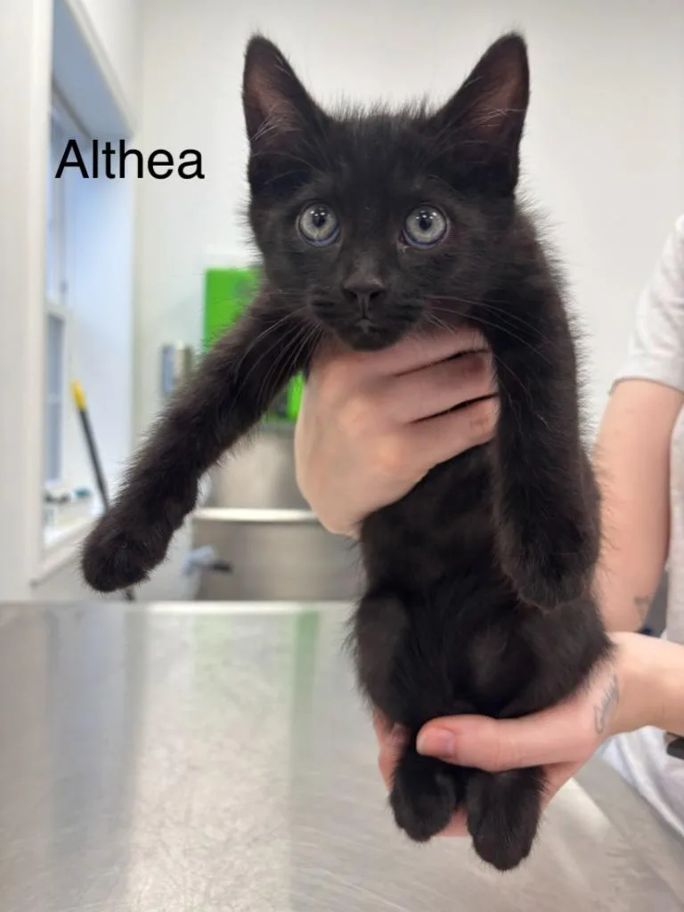 A baby small-sized male Domestic Short Hair cat named Althea for adoption in Cambridge, MD