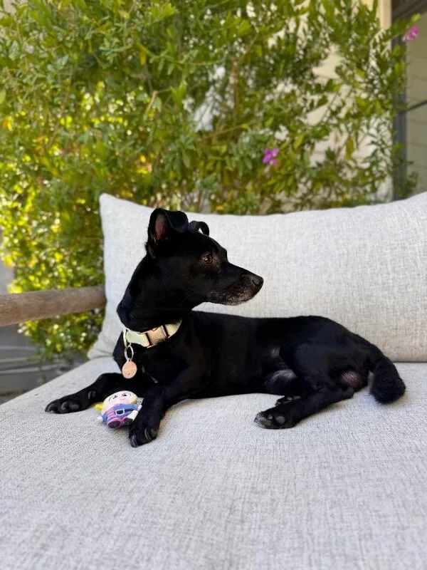 An adult small-sized male Black Dachshund dog named Toby for adoption in Manhattan Beach, CA