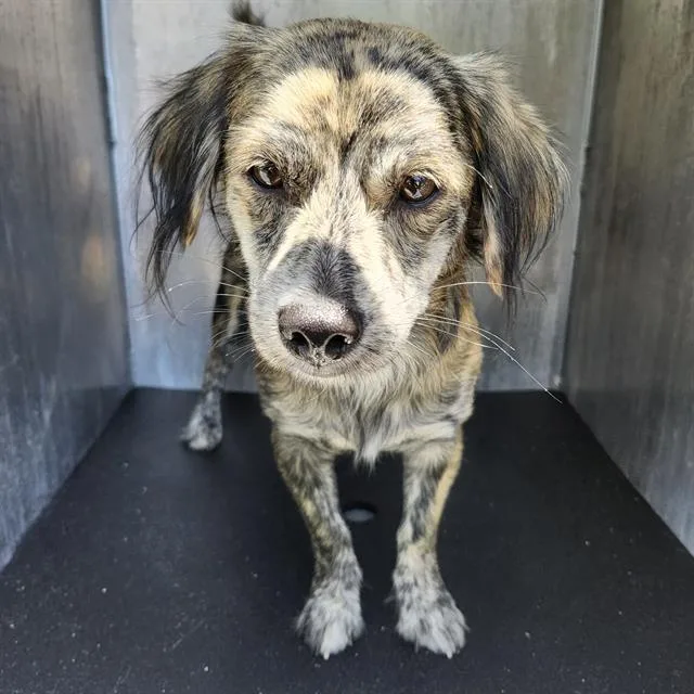 A young small-sized male Australian Shepherd dog named Toby for adoption in San Antonio, TX