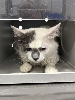 An adult small-sized male Domestic Medium Hair cat named Gaston for adoption in Cumming, GA