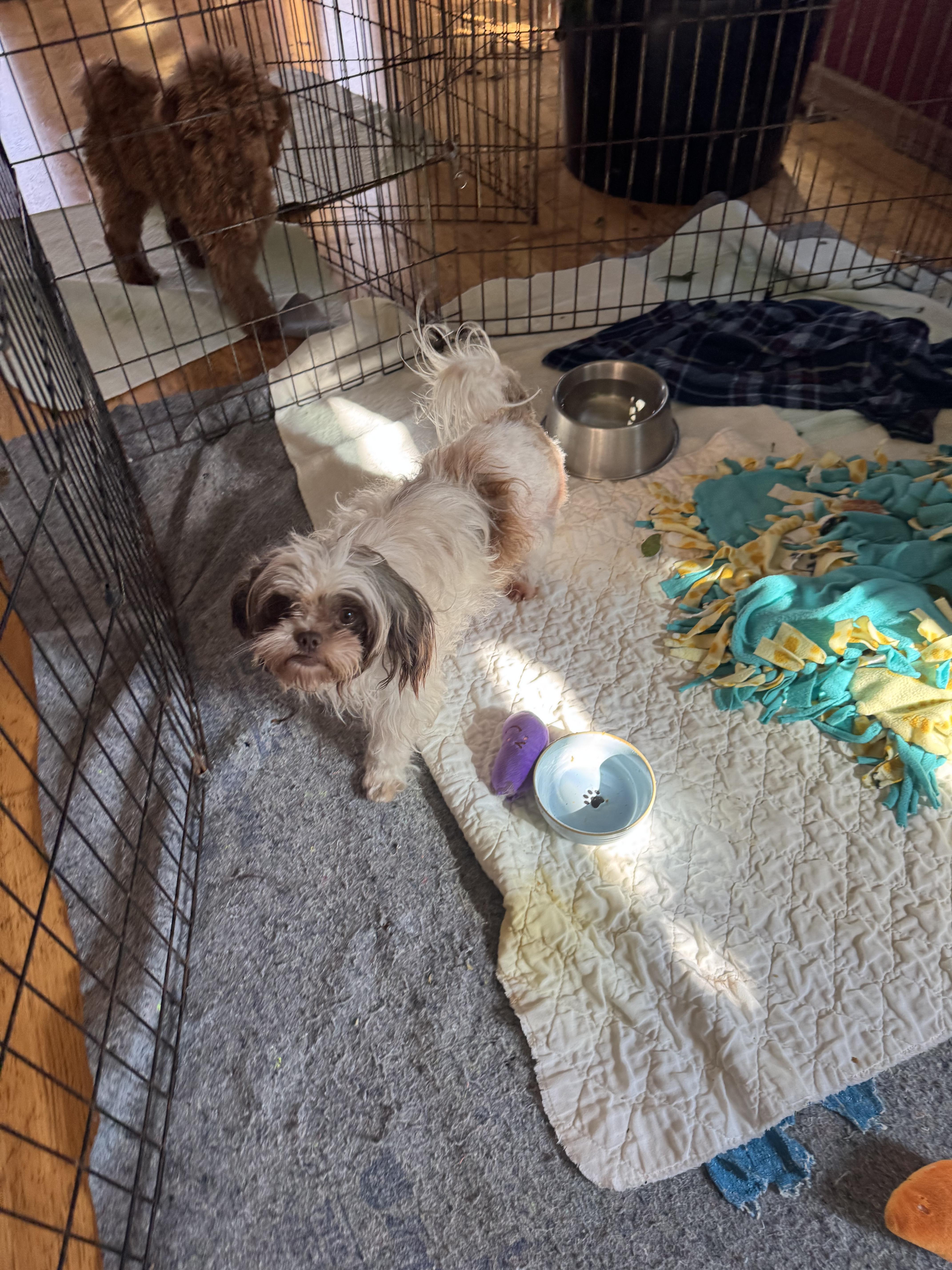A young small-sized female Shih Tzu dog named Clementine for adoption in Glenwood City, WI
