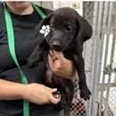 A baby medium-sized male Black Labrador Retriever dog named Ceely for adoption in Tampa, FL