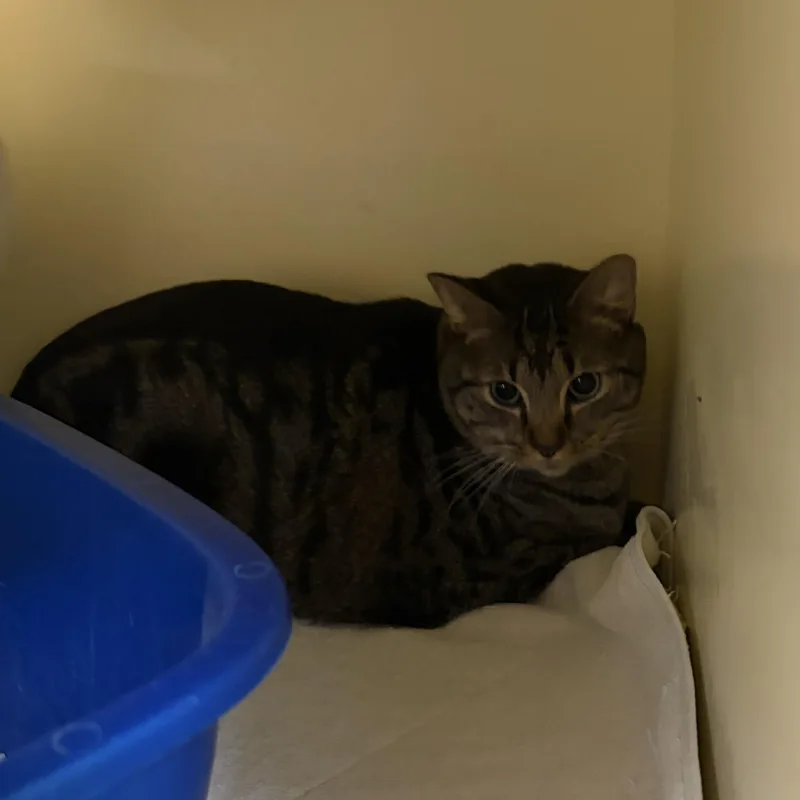 A senior large-sized male Tabby (Brown / Chocolate) Domestic Short Hair cat named Trigger for adoption in Charleston, SC