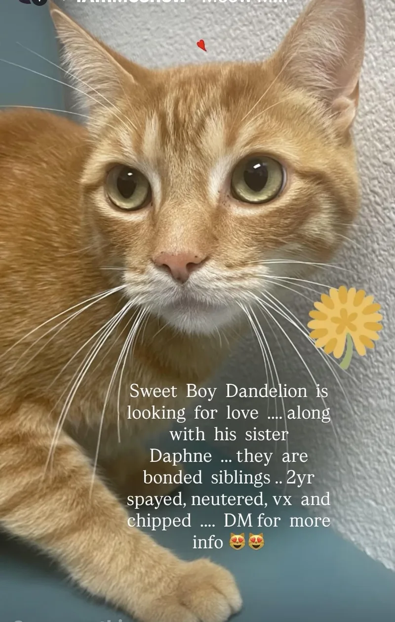 A young medium-sized male Tabby (Orange / Red) Domestic Short Hair cat named Dandelion for adoption in LAWNDALE, CA