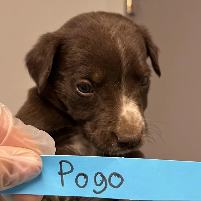 Pogo thumbnail 2