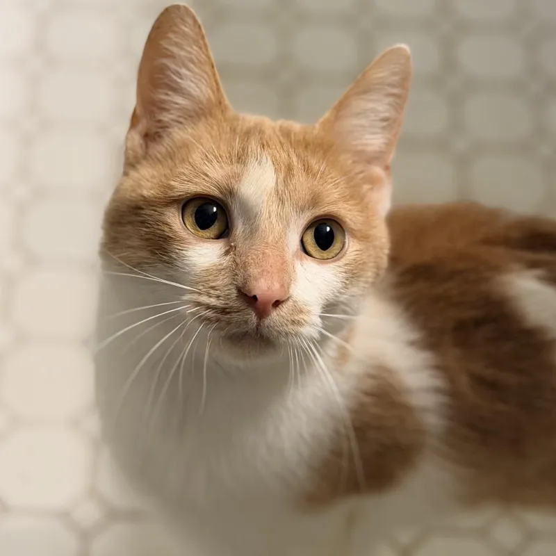 A young medium-sized male Orange & White Domestic Short Hair cat named Jacko'lantern for adoption in Stoughton, WI
