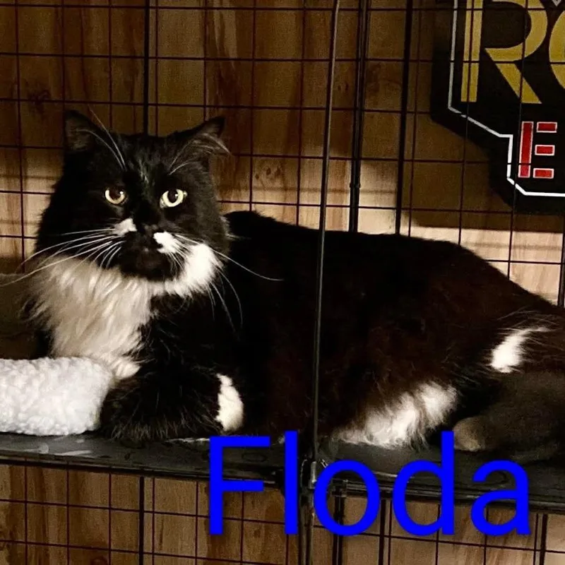 An adult large-sized male Domestic Medium Hair cat named Floda for adoption in Grand Rapids, MN