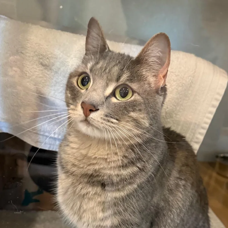 An adult medium-sized female Gray / Blue / Silver Domestic Short Hair cat named Luna for adoption in Saint Charles, MO