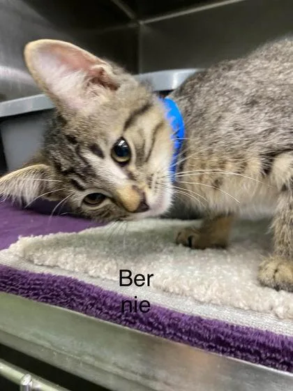 A baby small-sized male Domestic Short Hair cat named Bernie for adoption in Hobart, IN