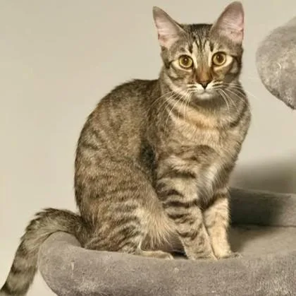 A young small-sized female Brown / Chocolate Domestic Short Hair cat named Marigold for adoption in Atlanta, GA
