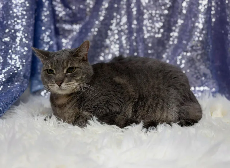 A senior medium-sized male Domestic Short Hair cat named Boots for adoption in Clarkesville, GA