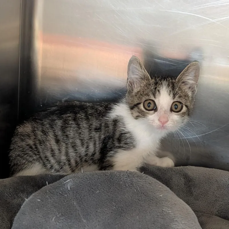 A baby medium-sized female Tabby (Buff / Tan / Fawn) Domestic Short Hair cat named Uhaul for adoption in Cape Girardeau, MO