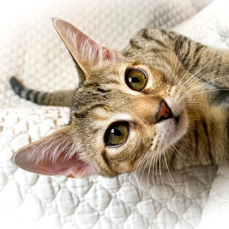A baby medium-sized female Brown / Chocolate Domestic Short Hair cat named Bluebell for adoption in Prosper, TX