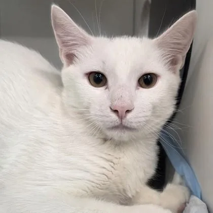 A baby medium-sized male Domestic Short Hair cat named Jacob for adoption in Voorhees, NJ