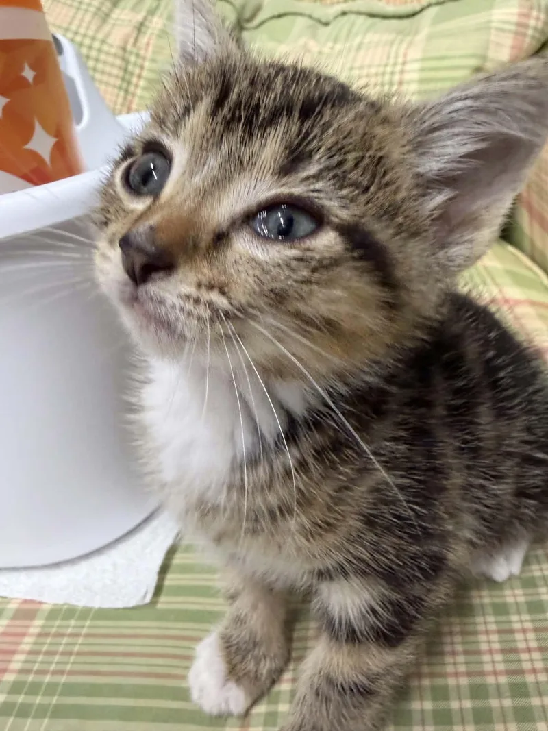 A baby medium-sized male Tabby (Brown / Chocolate) Domestic Short Hair cat named Cuddles for adoption in Greenville, NC