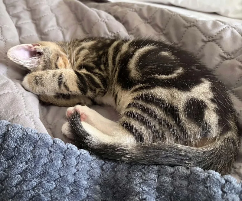 Cuddles thumbnail 3