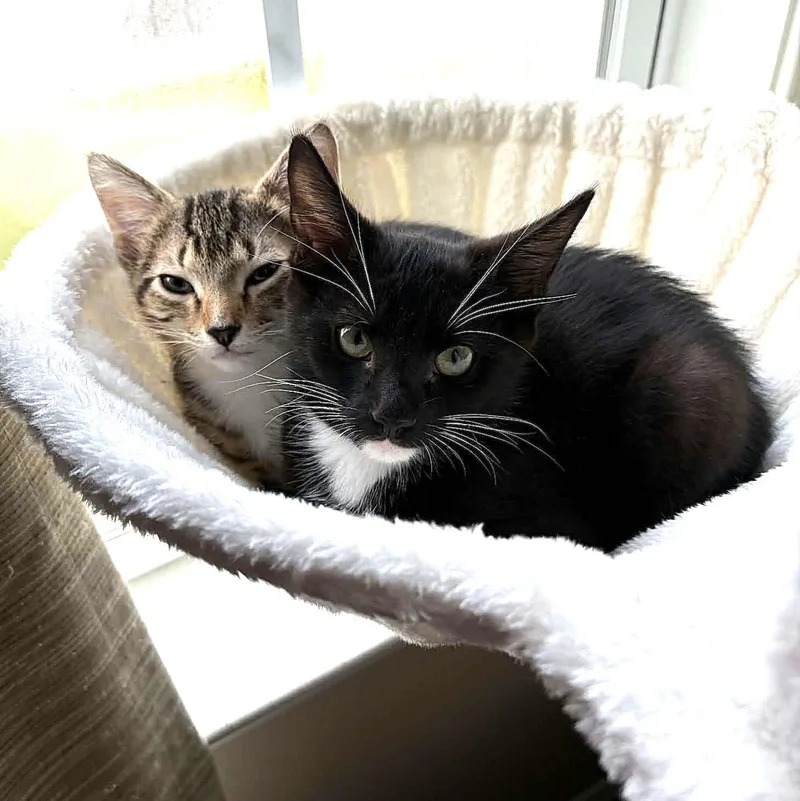 Cuddles thumbnail 4