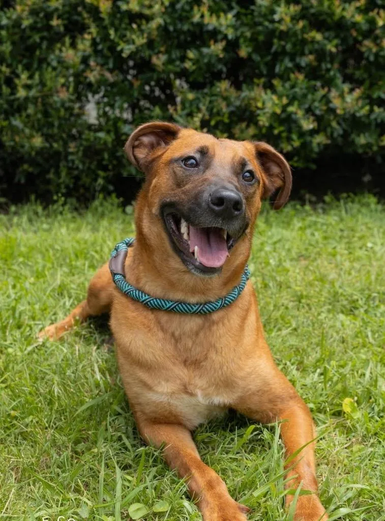 A young medium-sized female Hound dog named Sprinkle for adoption in North Syracuse, NY
