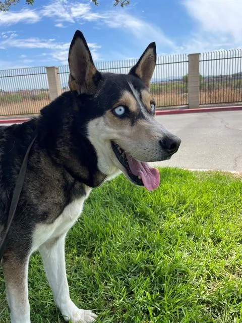 A young large-sized male German Shepherd Dog dog named Duke for adoption in Riverside, CA
