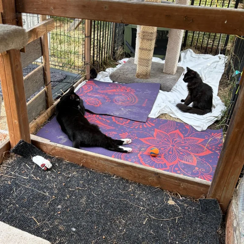An adult small-sized male Black Domestic Short Hair cat named Giuseppe for adoption in Pleasanton, CA