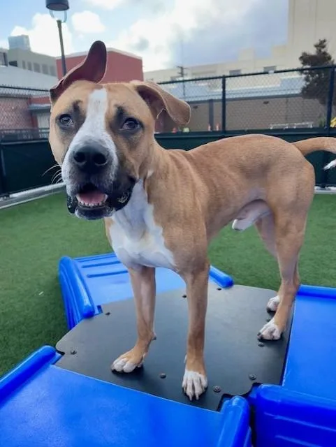 A young medium-sized male Pit Bull Terrier dog named Pez for adoption in San Francisco, CA
