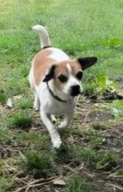 An adult small-sized male Bicolor Beagle dog named Jagger for adoption in Lexington, KY