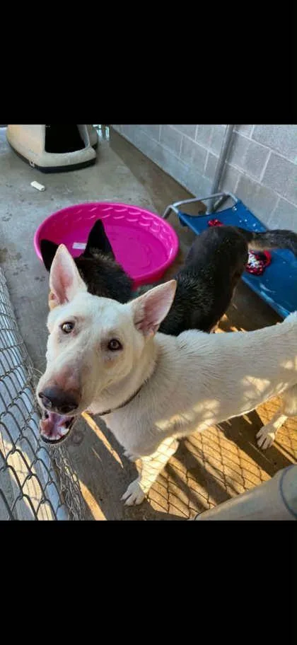 An adult medium-sized female German Shepherd Dog dog named Louise for adoption in Bowling Green, KY