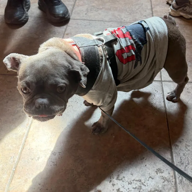 An adult medium-sized female Gray / Blue / Silver French Bulldog dog named MONTStray for adoption in Perkiomenville, PA