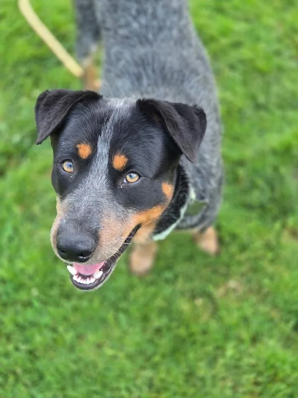 An adult large-sized male Australian Cattle Dog / Blue Heeler dog named Romeo for adoption in Kennewick, WA