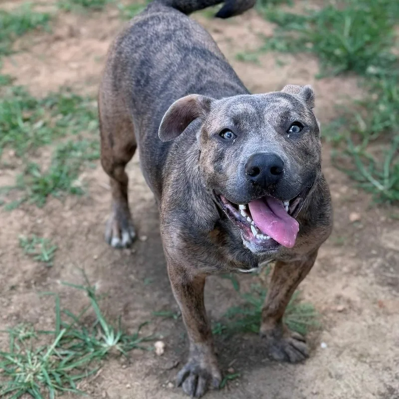 An adult medium-sized male Brindle Mixed Breed dog named Jean for adoption in Summerdale, AL