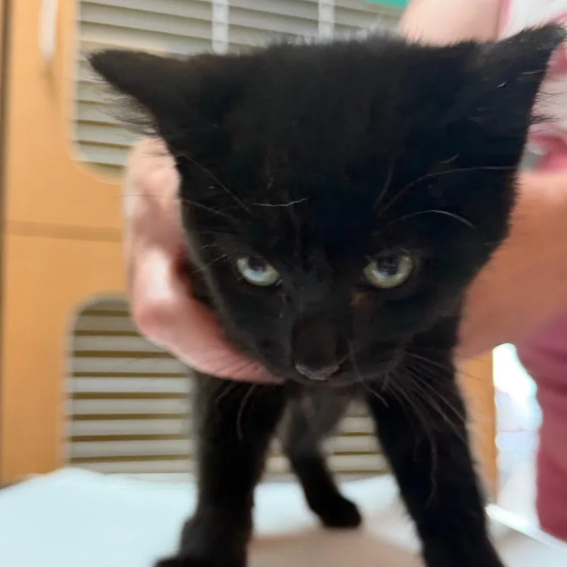 A baby small-sized female Black Domestic Short Hair cat named Filly for adoption in Idaho Falls, ID