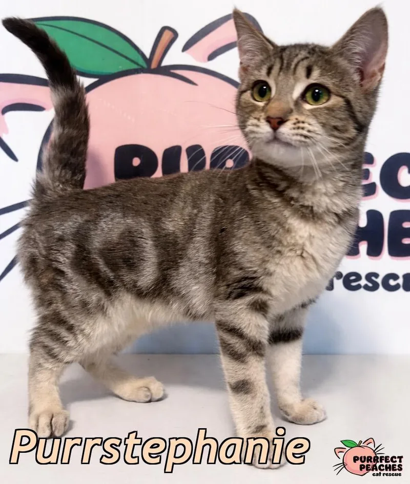 A baby medium-sized female Domestic Short Hair cat named Purrstephanie for adoption in Douglasville, GA