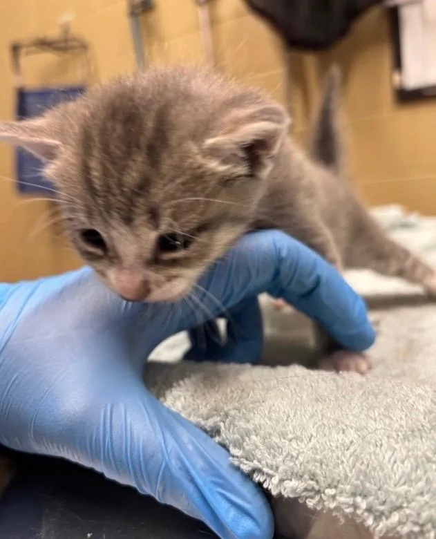 Purrstephanie thumbnail 2