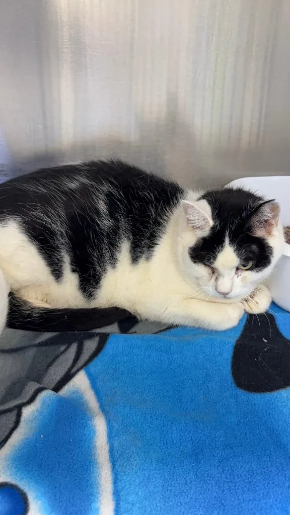 A senior medium-sized male Domestic Short Hair cat named Abe for adoption in Pomona, NY