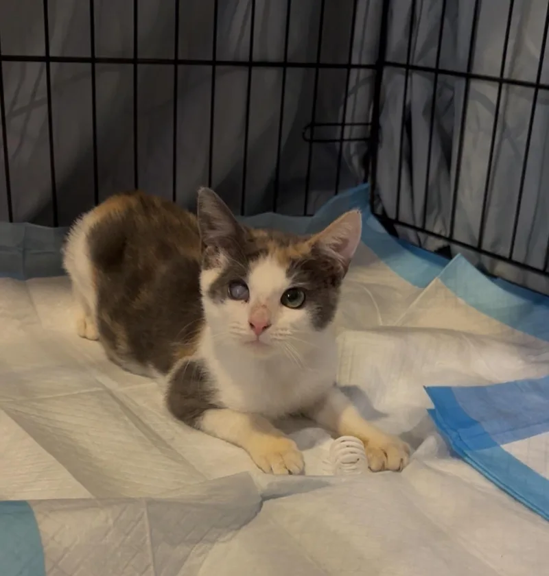 A baby small-sized female Calico cat named Pandora for adoption in Staten Island, NY