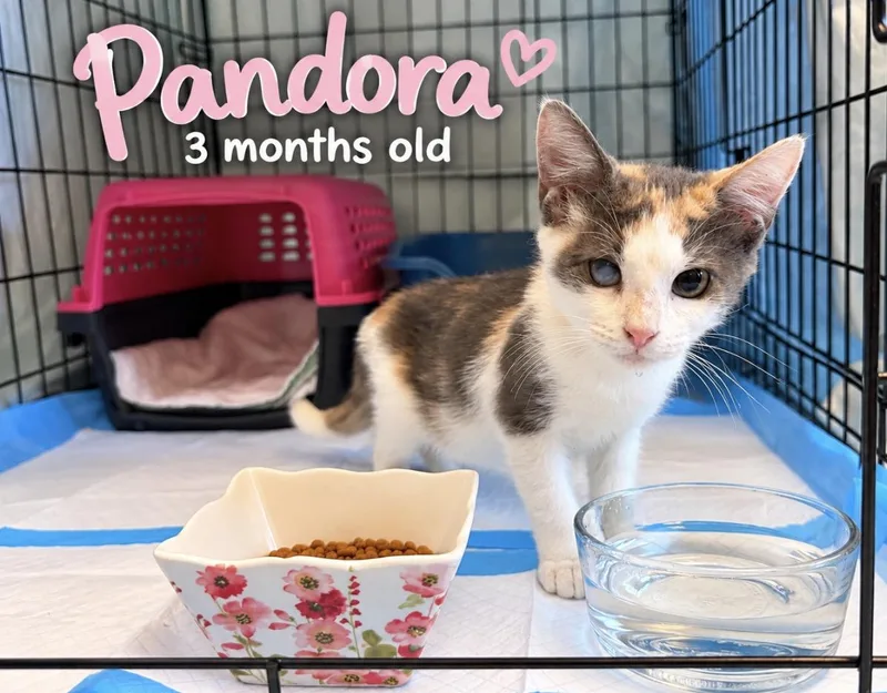 Pandora thumbnail 3