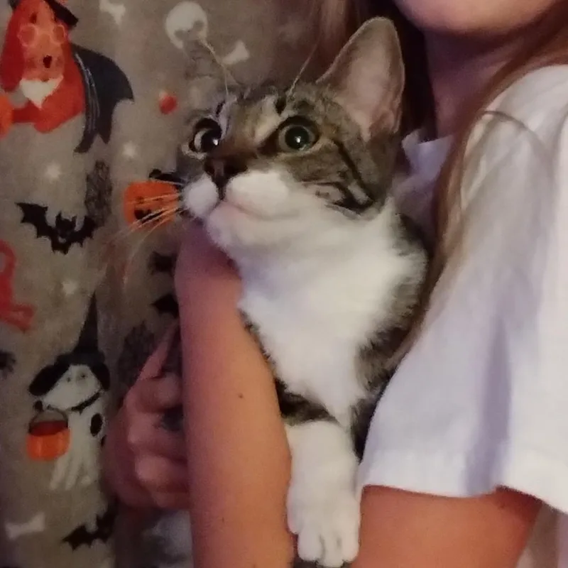 A young small-sized female Gray / Blue / Silver Domestic Short Hair cat named Bindy for adoption in Ferndale, WA