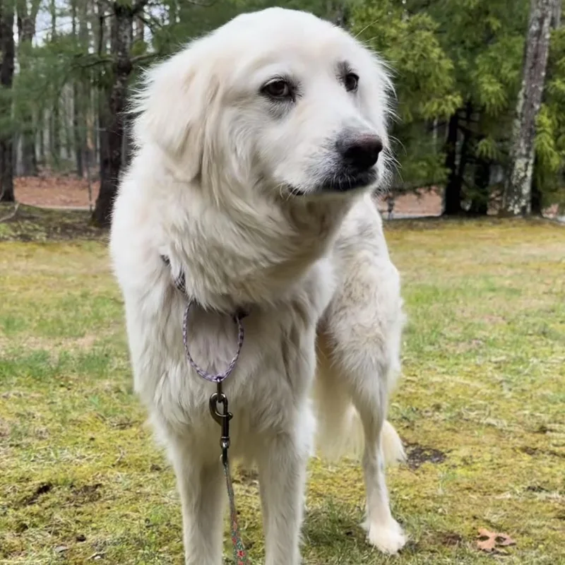 An adult large-sized female White / Cream Great Pyrenees dog named Pearl for adoption in Yaphank, NY