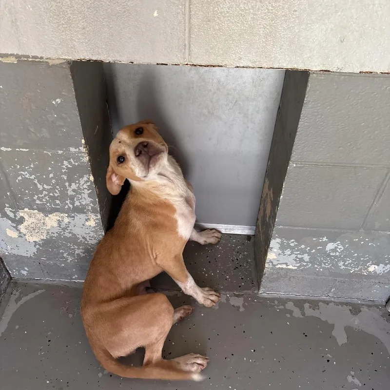 An adult medium-sized female Yellow / Tan / Blond / Fawn Terrier dog named Minerva for adoption in Galax, VA