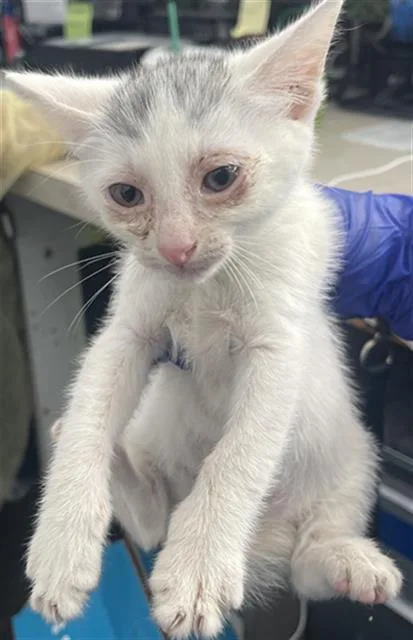 A baby medium-sized male Domestic Short Hair cat named Omar for adoption in Dallas, TX