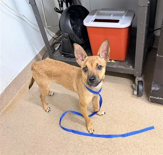 A young small-sized female Chihuahua dog named Terra for adoption in Hayward, CA