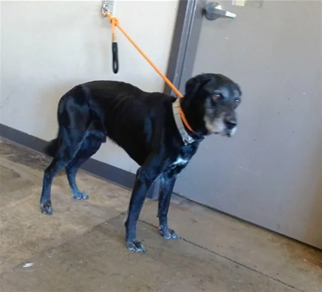 An adult large-sized male Labrador Retriever dog named Rex for adoption in Ontario, CA