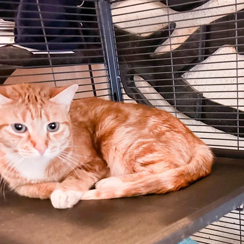 An adult small-sized female Orange / Red Domestic Short Hair cat named Emma for adoption in Nampa, ID