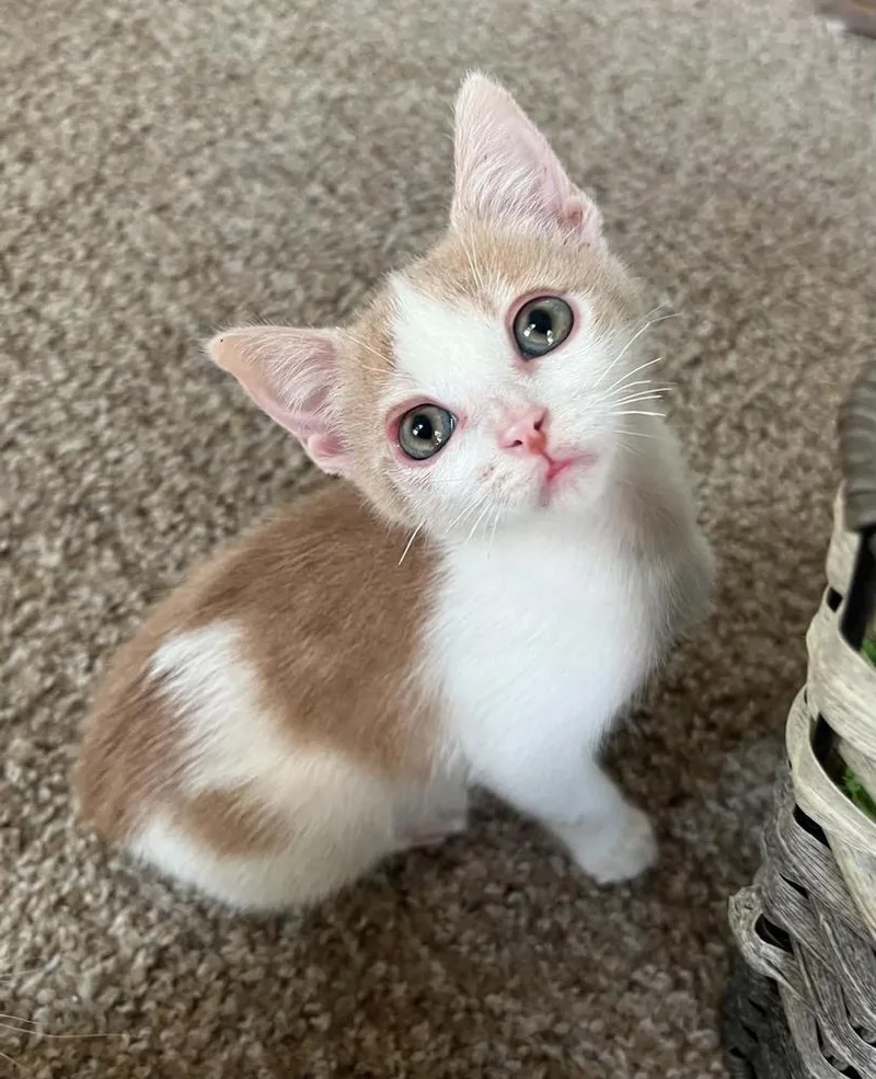 A baby small-sized female Orange & White Domestic Short Hair cat named Ember for adoption in Bossier City, LA