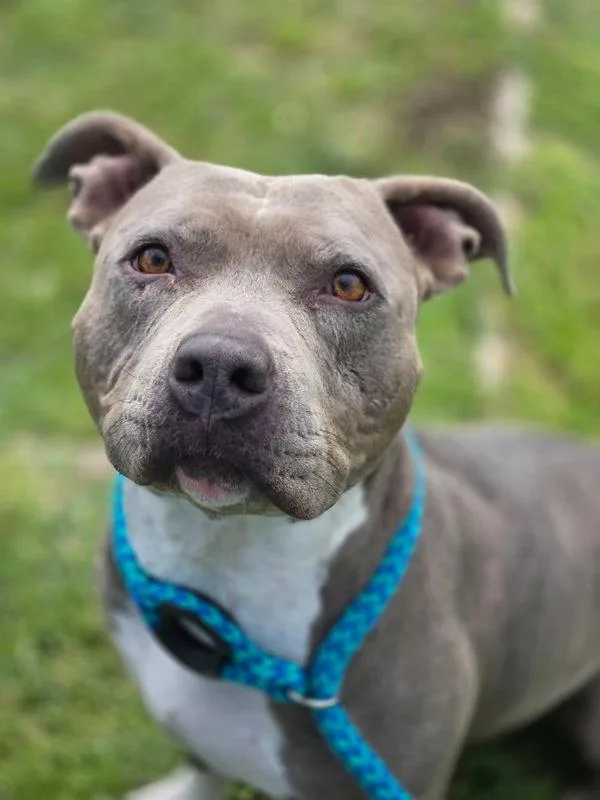An adult large-sized female Staffordshire Bull Terrier dog named Molly for adoption in Kennewick, WA