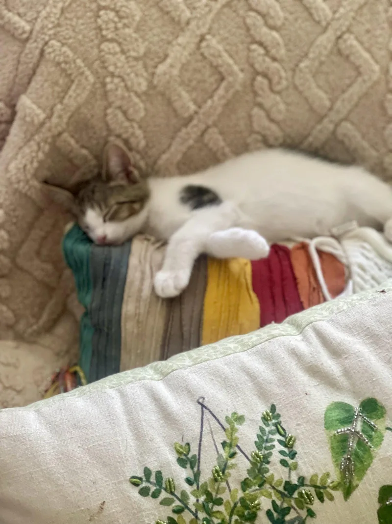 An adult medium-sized female Domestic Short Hair cat named Ami for adoption in Flint Hill, VA